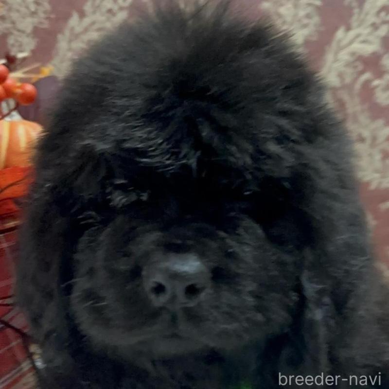 販売中の福岡県のニューファンドランド-422517の5枚目