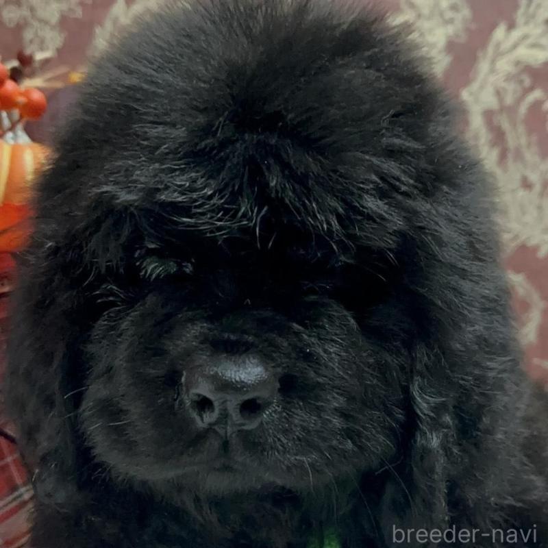 販売中の福岡県のニューファンドランド-422517の4枚目