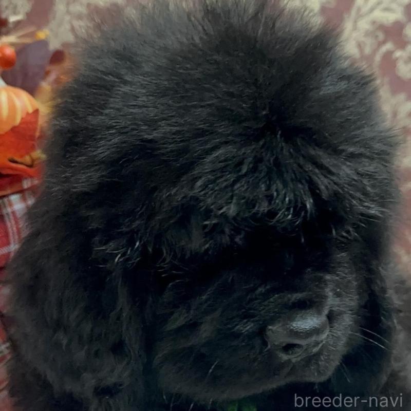 販売中の福岡県のニューファンドランド-422517の3枚目