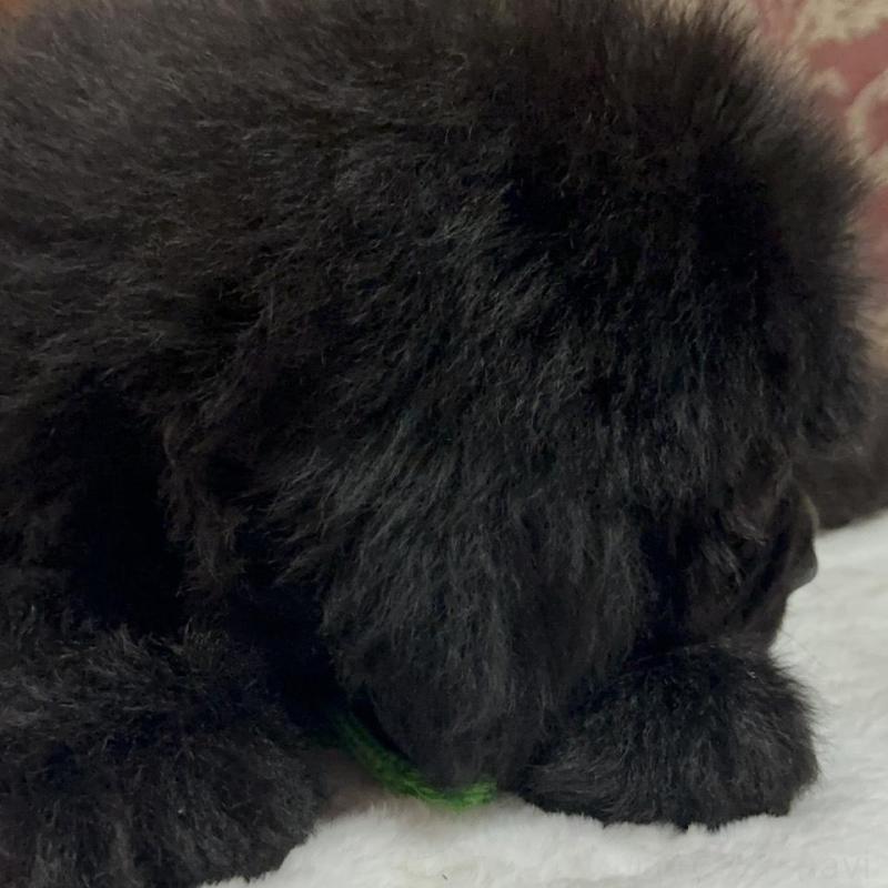 販売中の福岡県のニューファンドランド-422517の2枚目