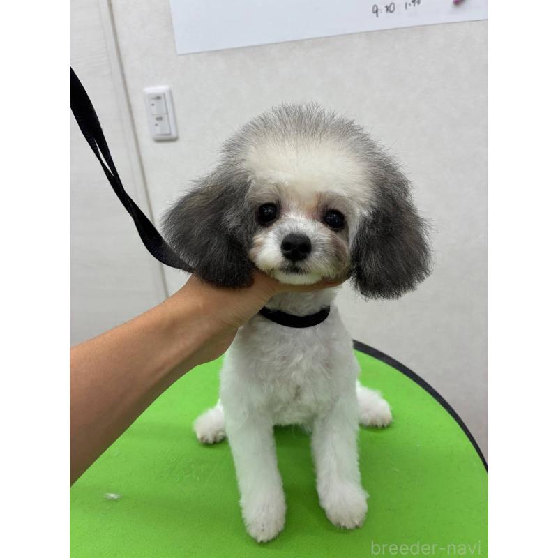 販売中の大阪府のティーカッププードル-422518の1枚目