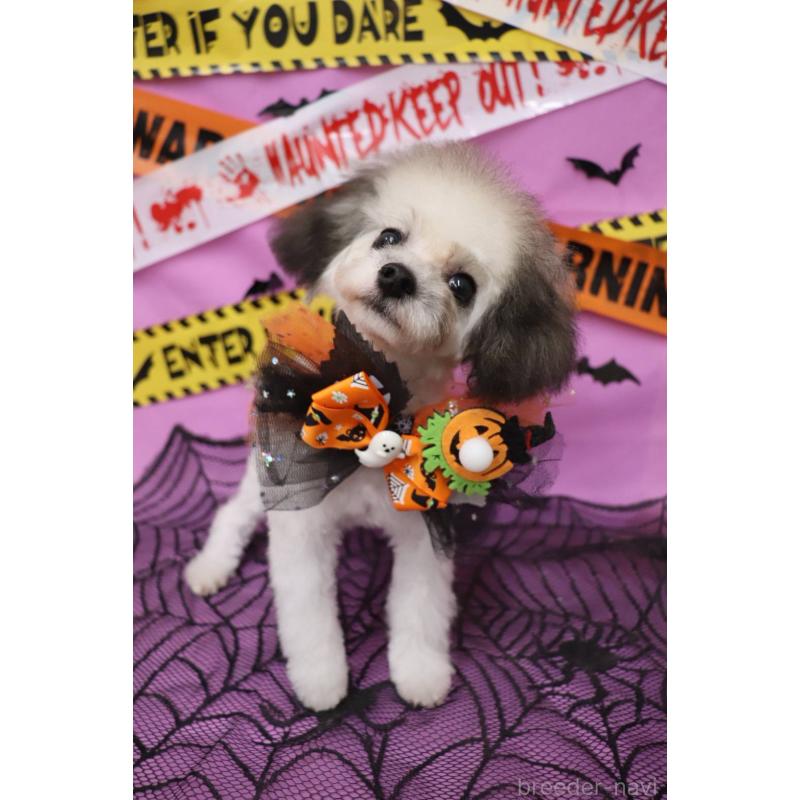 販売中の大阪府のティーカッププードル-422518の3枚目