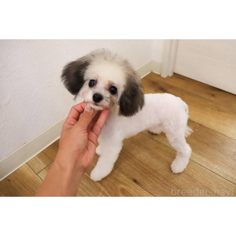 販売中の大阪府のティーカッププードル-422518の2枚目