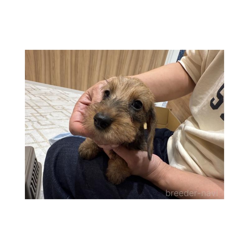 販売中の千葉県のカニンヘンダックスフンド(ワイヤーヘアード)-422519