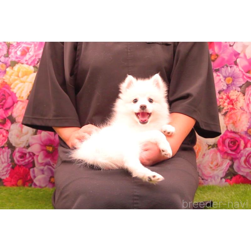 成約済の茨城県の日本スピッツ-412001の2枚目