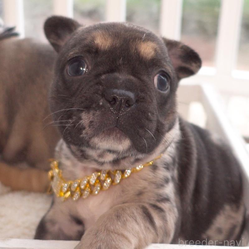 販売中の千葉県のフレンチブルドッグ-421515