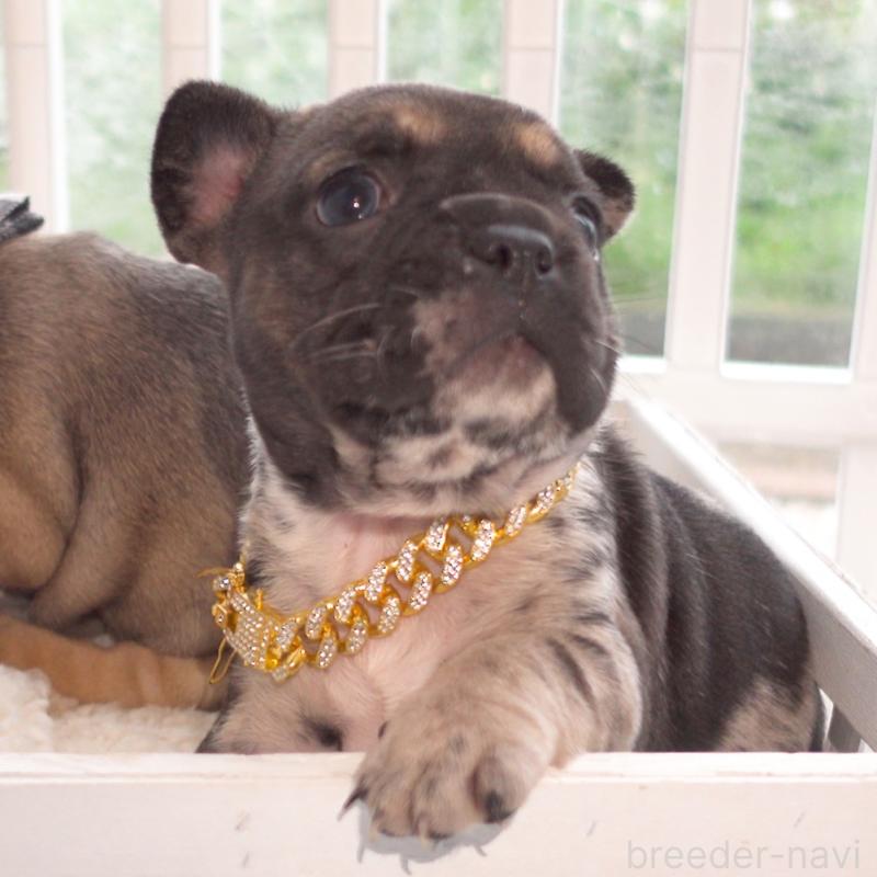 成約済の千葉県のフレンチブルドッグ-421515の7枚目