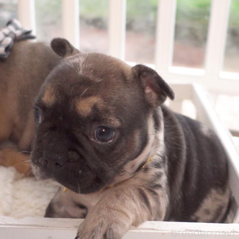 成約済の千葉県のフレンチブルドッグ-421515の6枚目