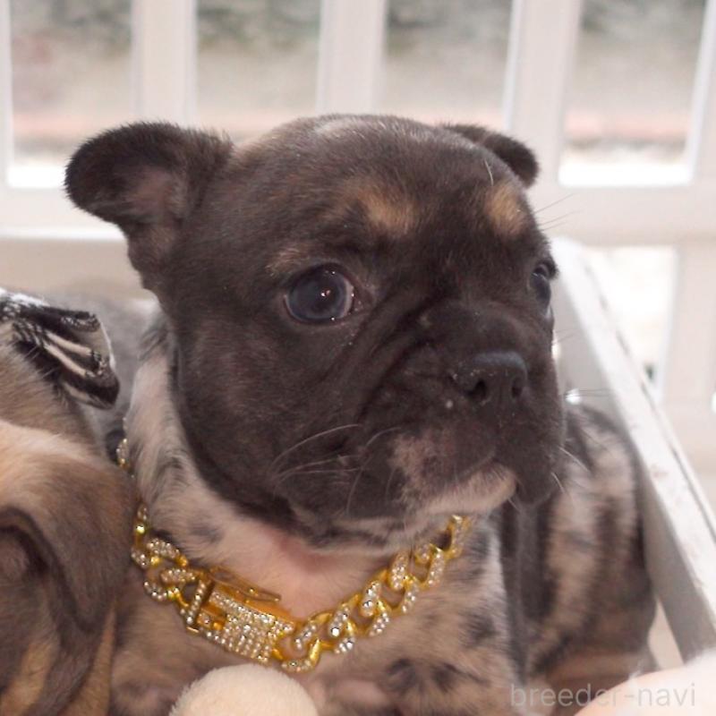 成約済の千葉県のフレンチブルドッグ-421515の5枚目