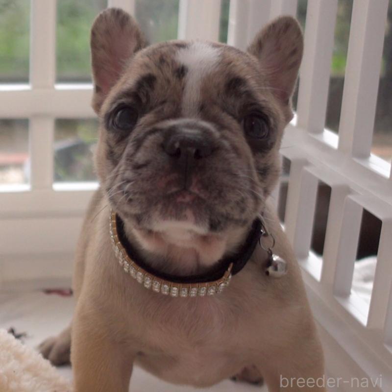 成約済の千葉県のフレンチブルドッグ-417965の4枚目