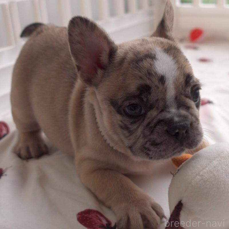 販売中の千葉県のフレンチブルドッグ-417965