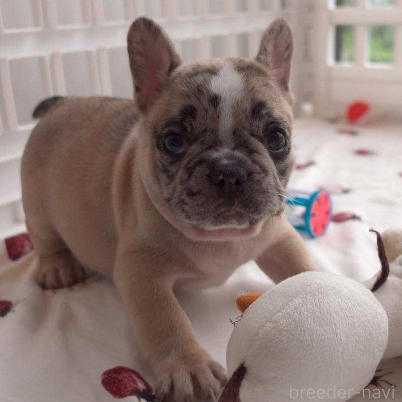 成約済の千葉県のフレンチブルドッグ-417965の3枚目