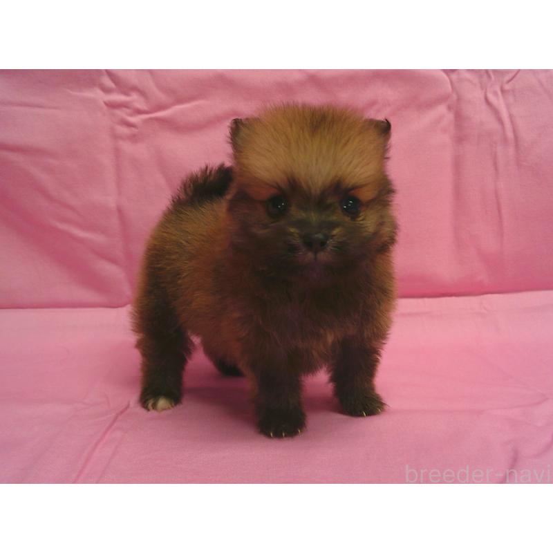 販売中の茨城県のポメラニアン-422522