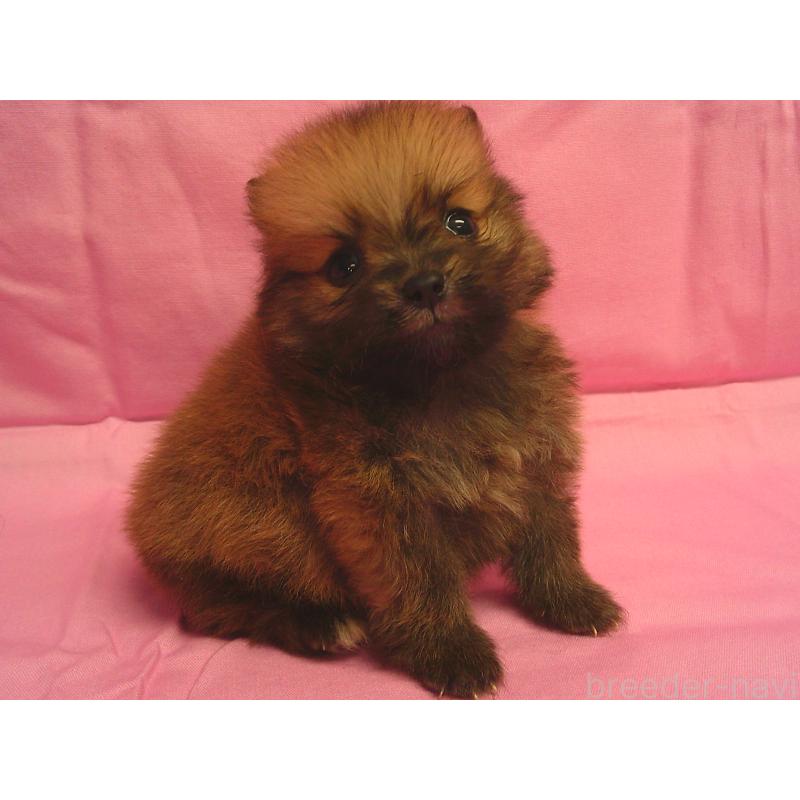 販売中の茨城県のポメラニアン-422522の4枚目