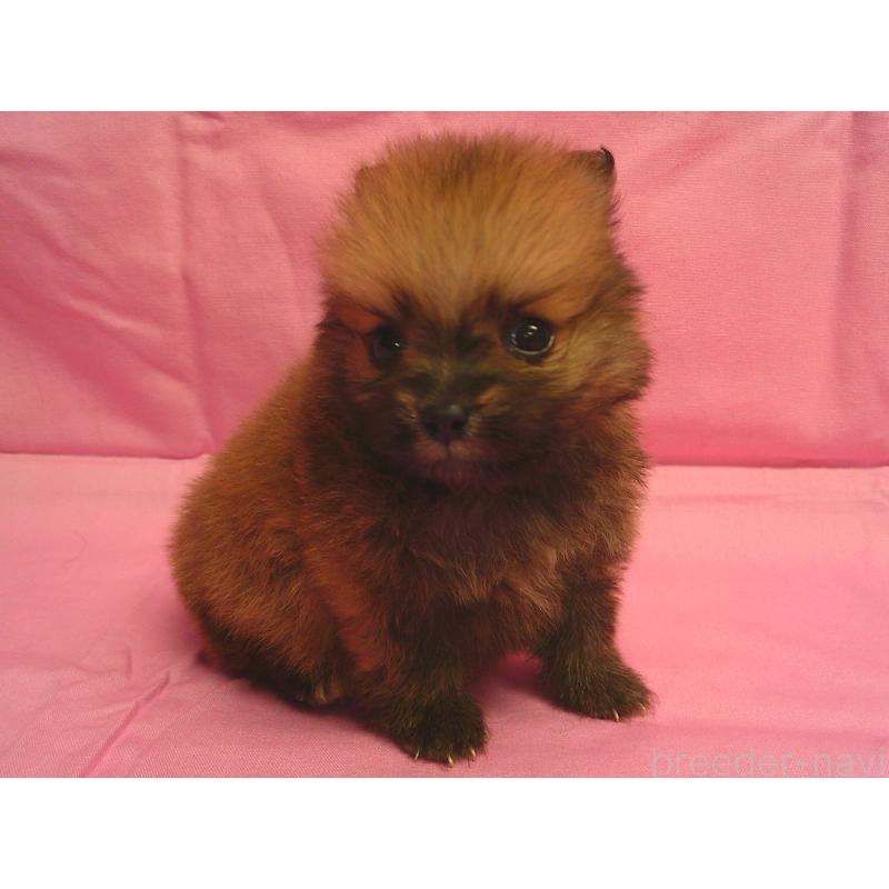 販売中の茨城県のポメラニアン-422522の3枚目