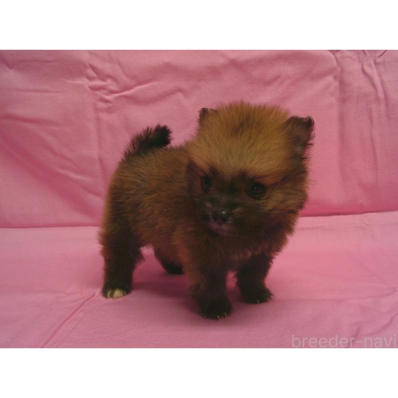 販売中の茨城県のポメラニアン-422522の2枚目