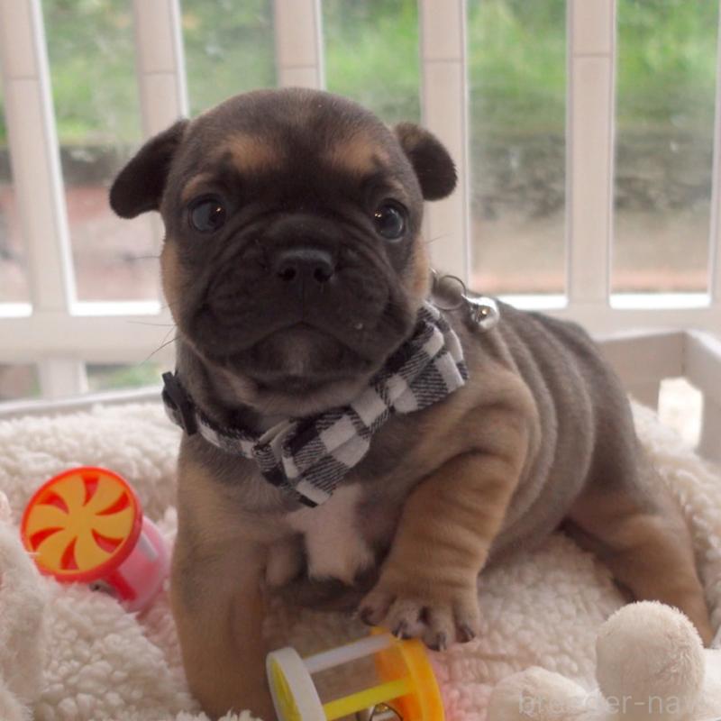 成約済の千葉県のフレンチブルドッグ-421507の5枚目