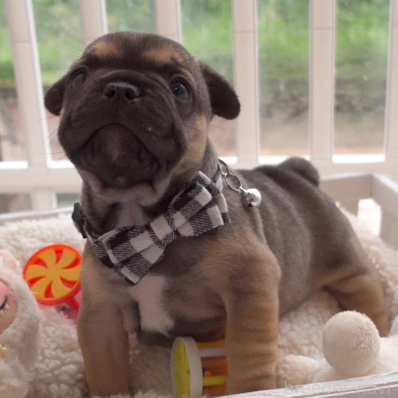 成約済の千葉県のフレンチブルドッグ-421507の4枚目