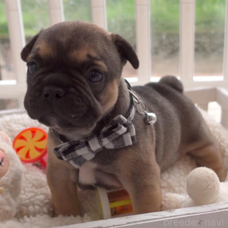 成約済の千葉県のフレンチブルドッグ-421507の3枚目