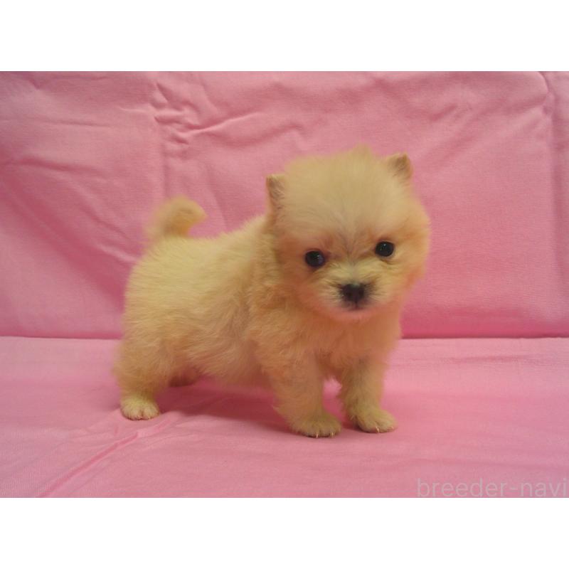 販売中の茨城県のポメラニアン-422523の1枚目