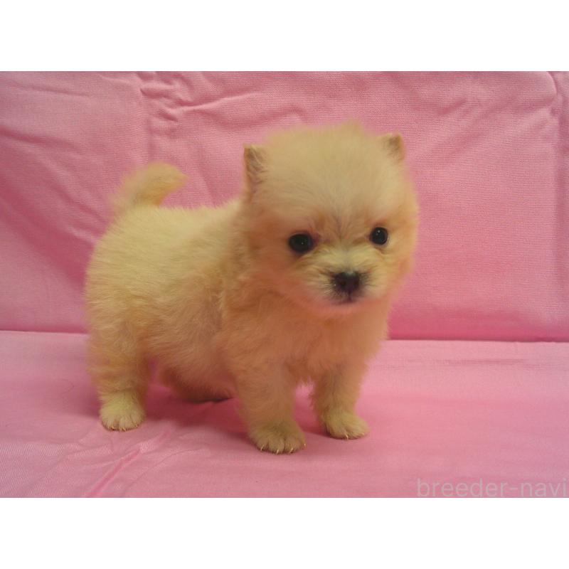 販売中の茨城県のポメラニアン-422523の3枚目