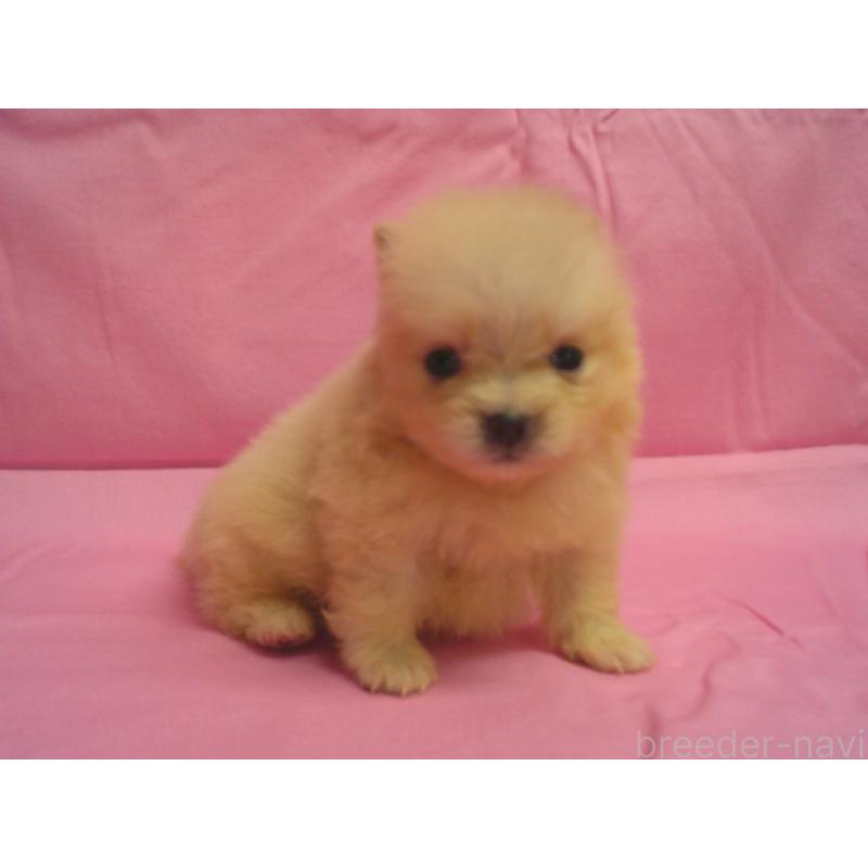 販売中の茨城県のポメラニアン-422523の2枚目