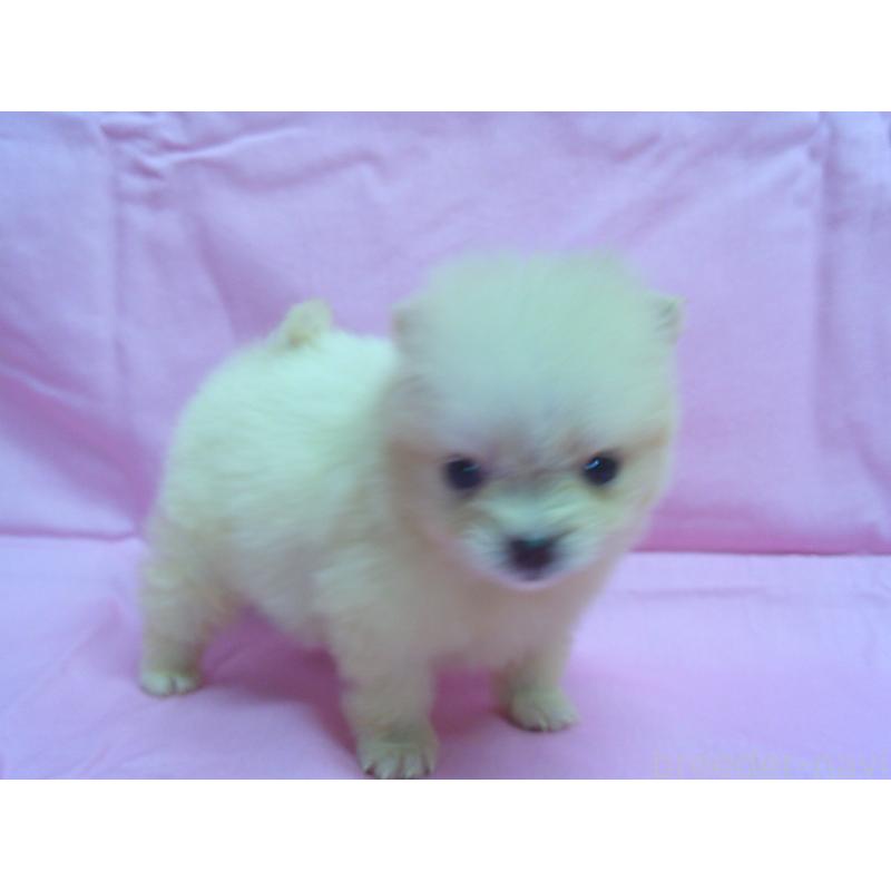 販売中の茨城県のポメラニアン-422524