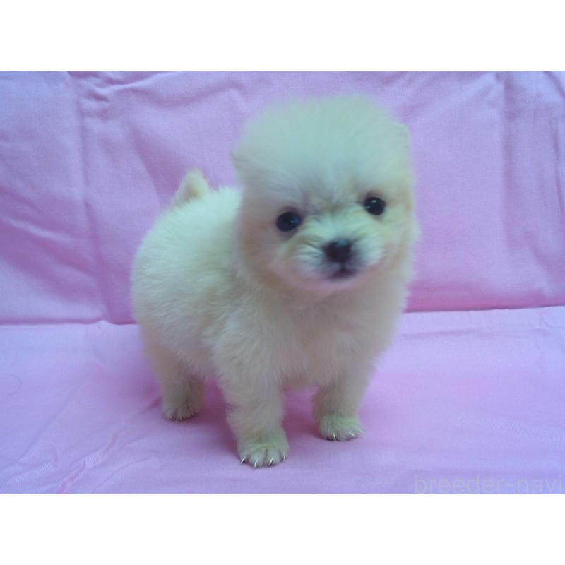 販売中の茨城県のポメラニアン-422524の3枚目