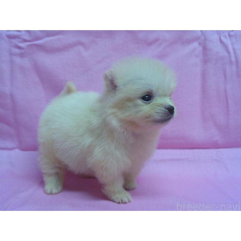 販売中の茨城県のポメラニアン-422524の2枚目