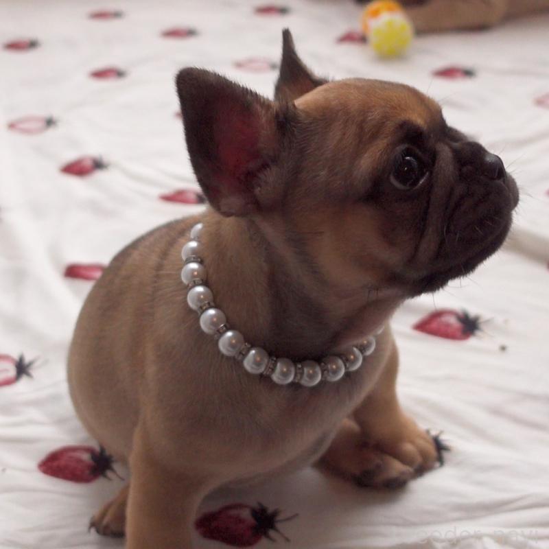 販売中の千葉県のフレンチブルドッグ-417966