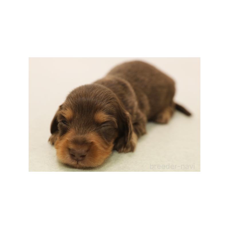 販売中の神奈川県のミニチュアダックスフンド(ロングヘアード)-422159