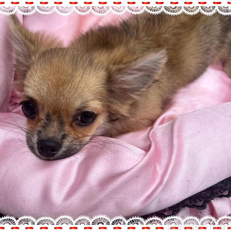 販売中の東京都のチワワ(ロングコート)-406744