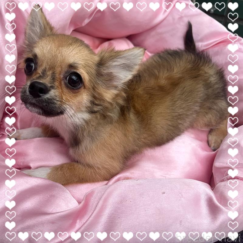 販売中の東京都のチワワ(ロングコート)-406744の6枚目