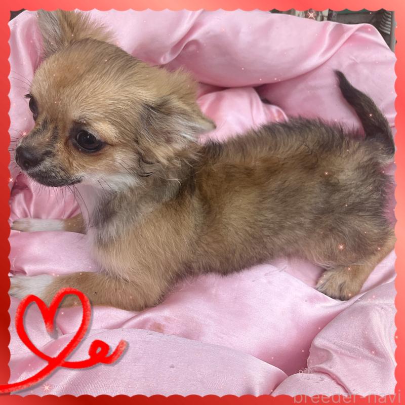 販売中の東京都のチワワ(ロングコート)-406744の5枚目