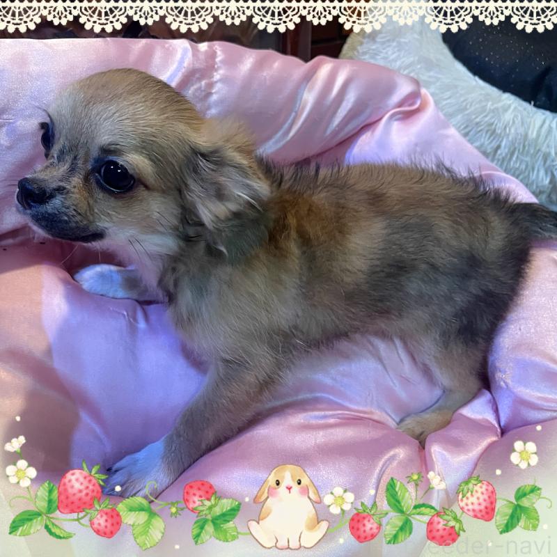 販売中の東京都のチワワ(ロングコート)-406744の4枚目