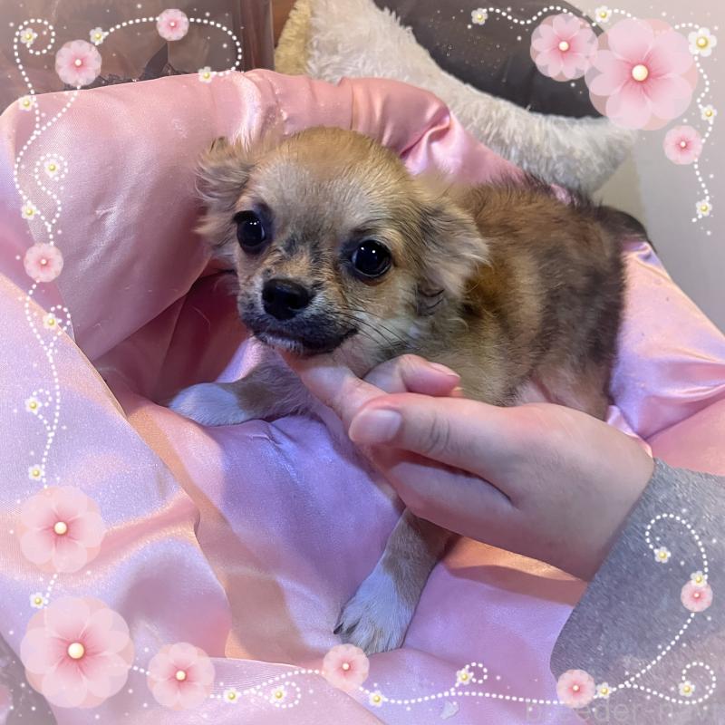 販売中の東京都のチワワ(ロングコート)-406744の3枚目