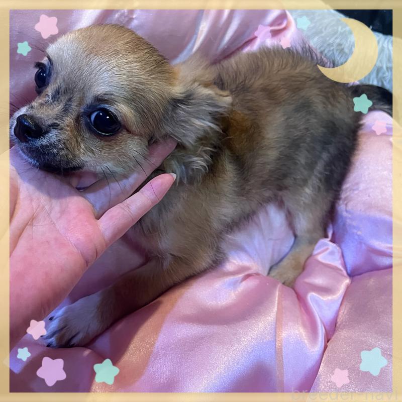 販売中の東京都のチワワ(ロングコート)-406744の2枚目