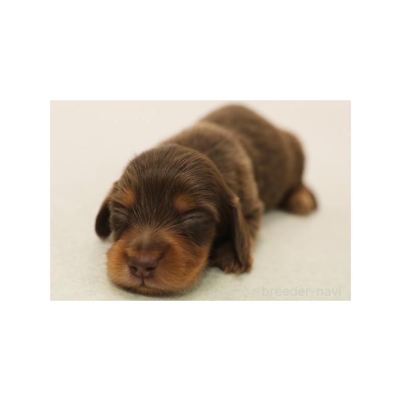 販売中の神奈川県のミニチュアダックスフンド(ロングヘアード)-422160