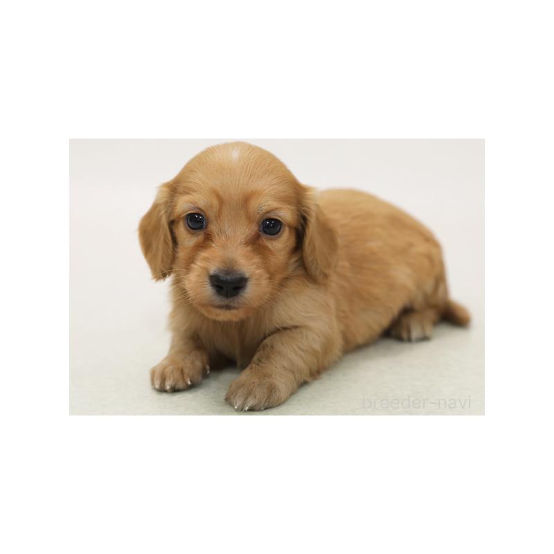 販売中の神奈川県のミニチュアダックスフンド(ロングヘアード)-420325