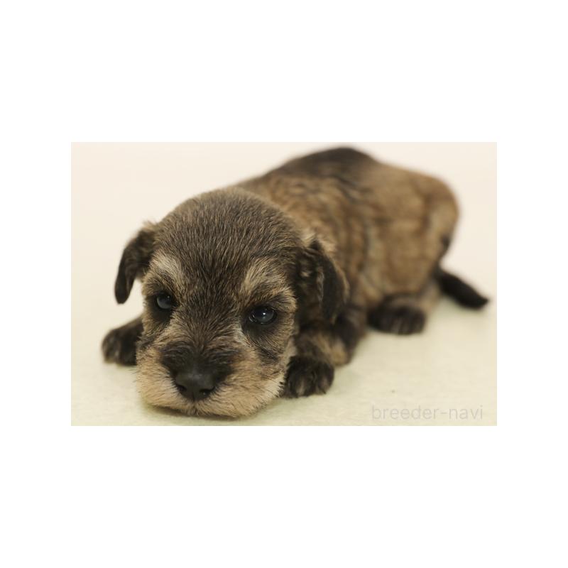 販売中の神奈川県のミックス犬-422092の1枚目