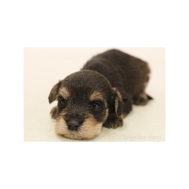 販売中の神奈川県のミックス犬-422095の1枚目