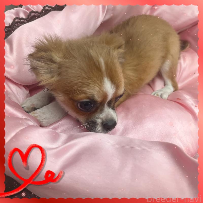 販売中の東京都のチワワ(ロングコート)-406740の6枚目