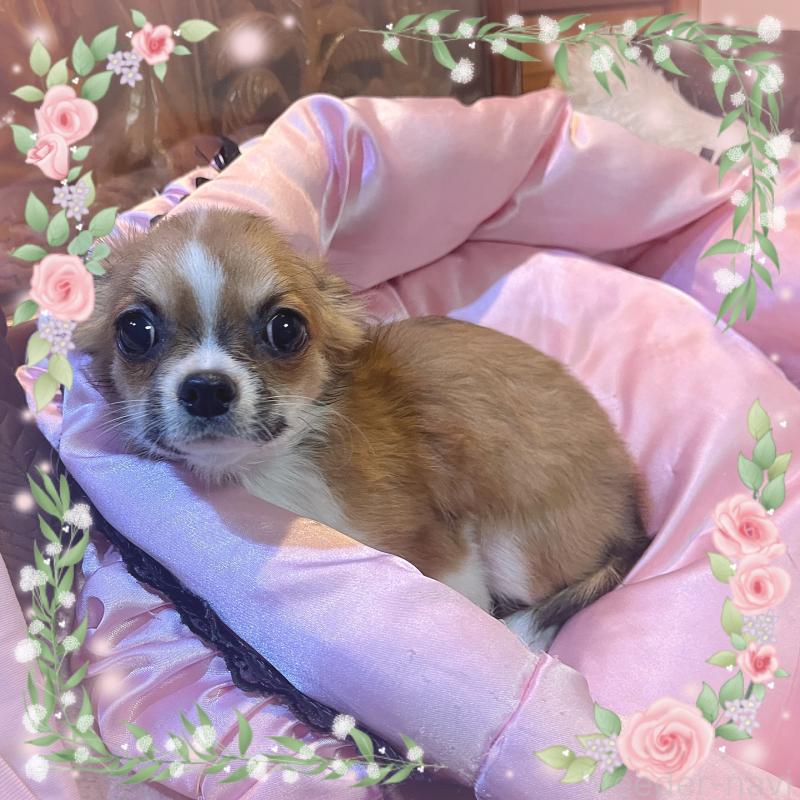 販売中の東京都のチワワ(ロングコート)-406740の5枚目