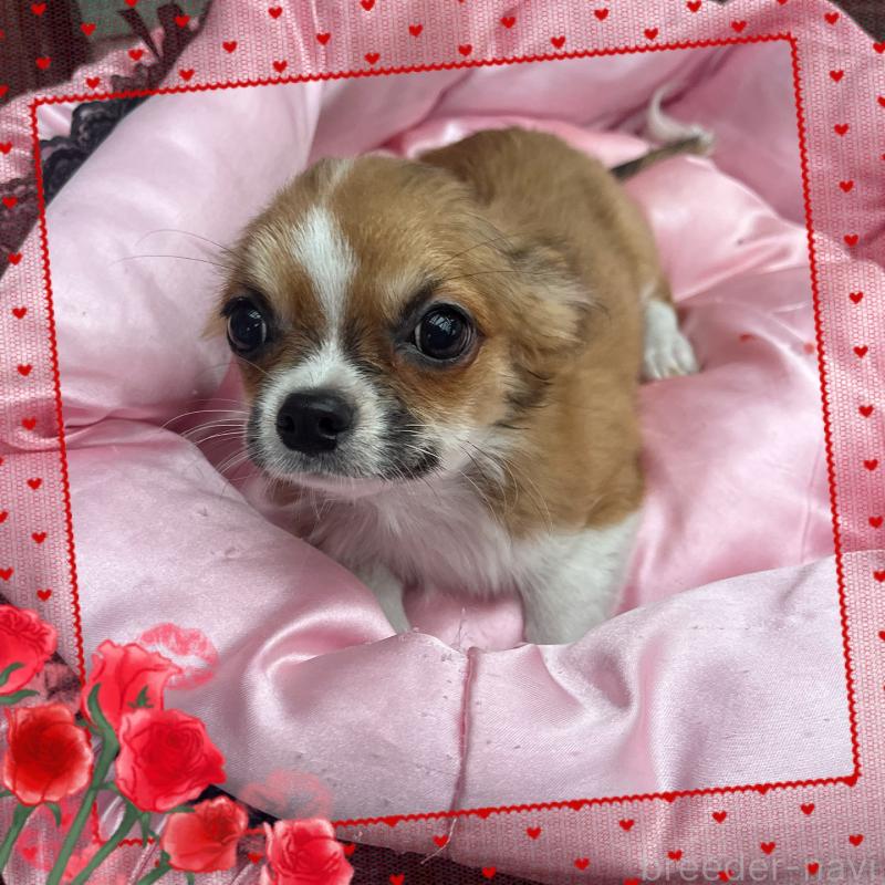 販売中の東京都のチワワ(ロングコート)-406740の4枚目