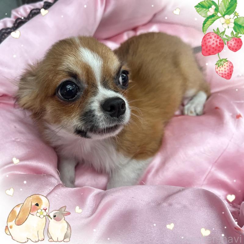 販売中の東京都のチワワ(ロングコート)-406740の3枚目