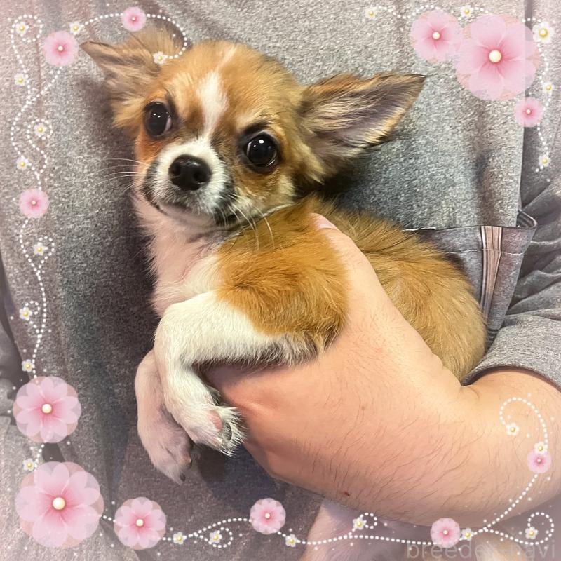 販売中の東京都のチワワ(ロングコート)-406740の1枚目