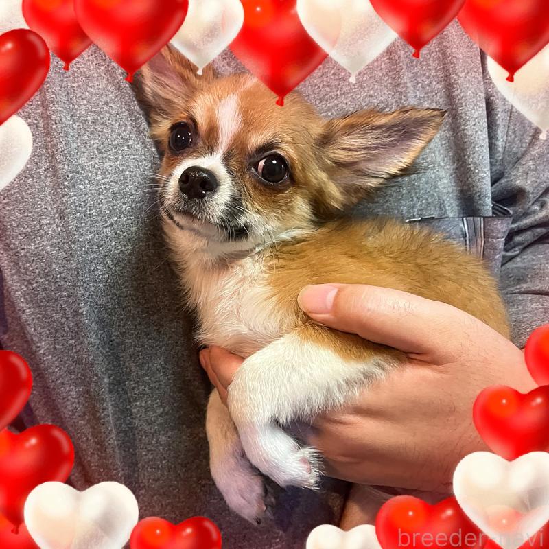 販売中の東京都のチワワ(ロングコート)-406740の2枚目