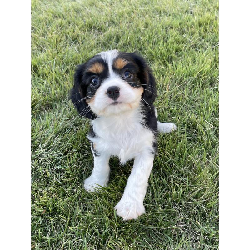 成約済の茨城県のキャバリアキングチャールズスパニエル-416706の2枚目