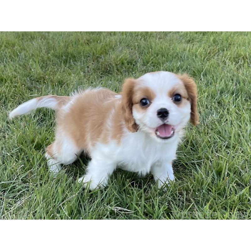 販売中の茨城県のキャバリアキングチャールズスパニエル-416704の19枚目
