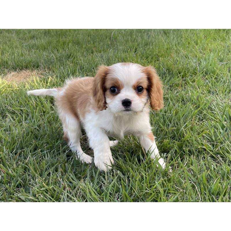 販売中の茨城県のキャバリアキングチャールズスパニエル-416704の18枚目